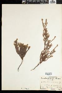 Image of Brunia palustris