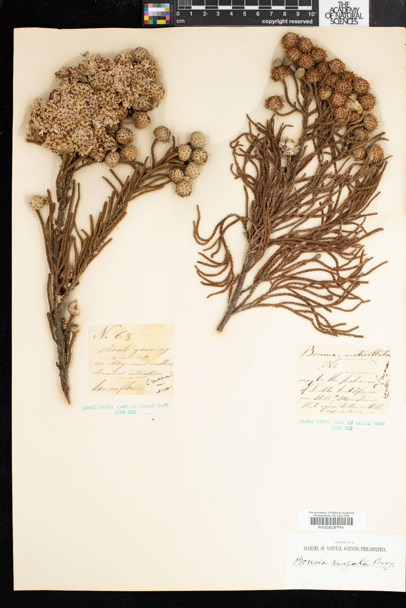 Brunia virgata image