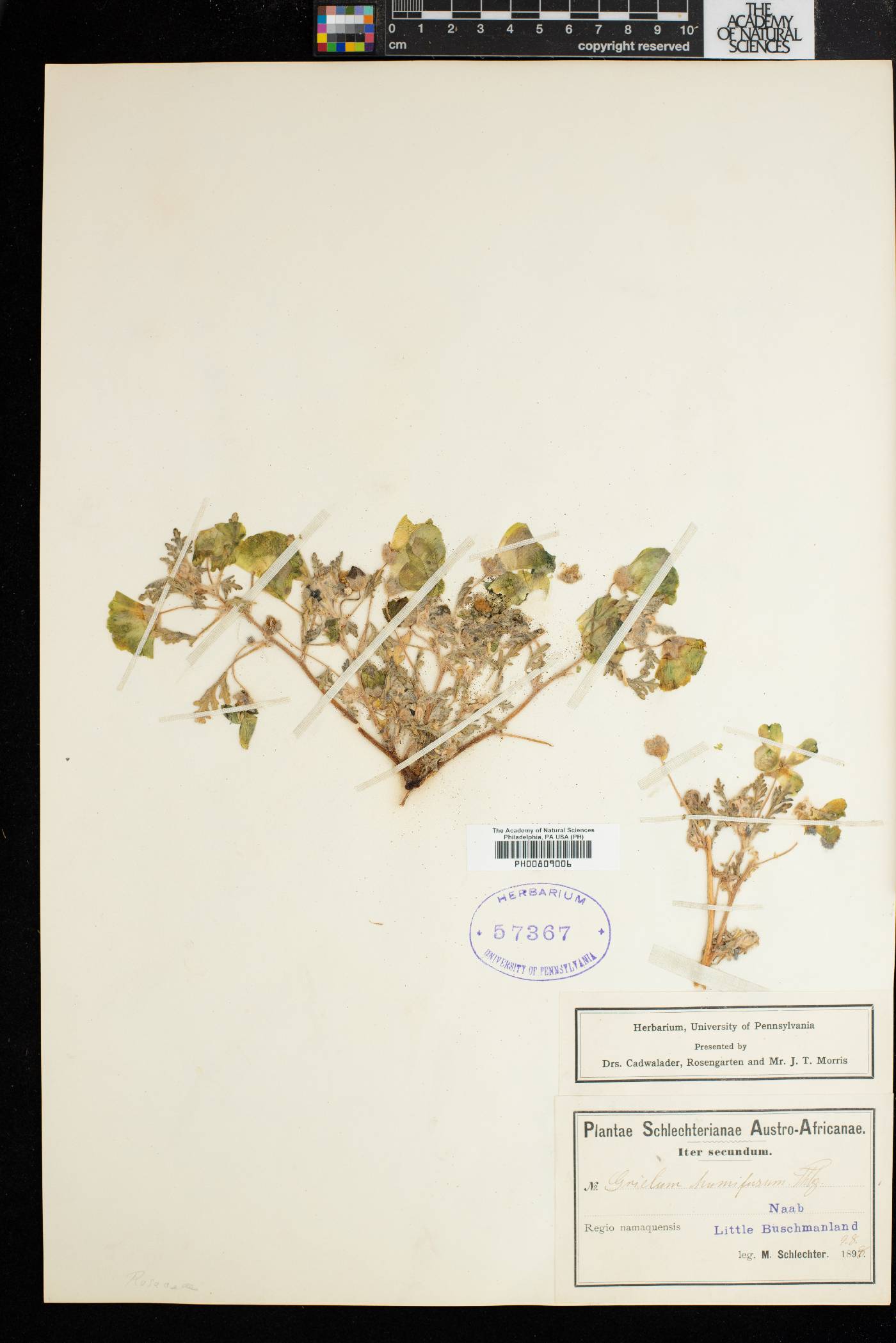 Grielum humifusum image