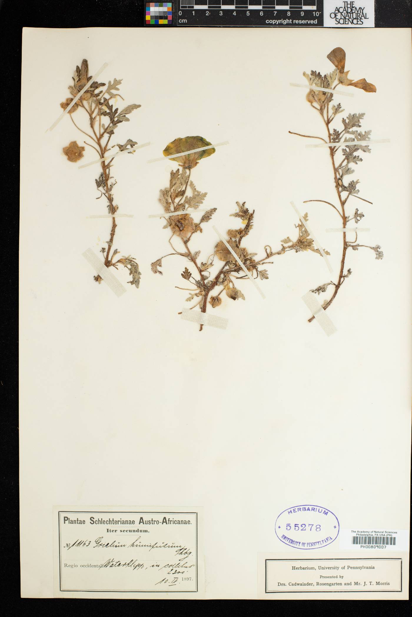 Grielum humifusum image