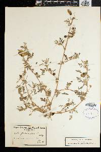 Grielum humifusum image