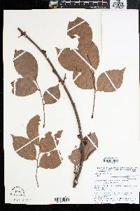 Image of Rourea calophylla