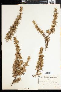 Image of Cliffortia ruscifolia