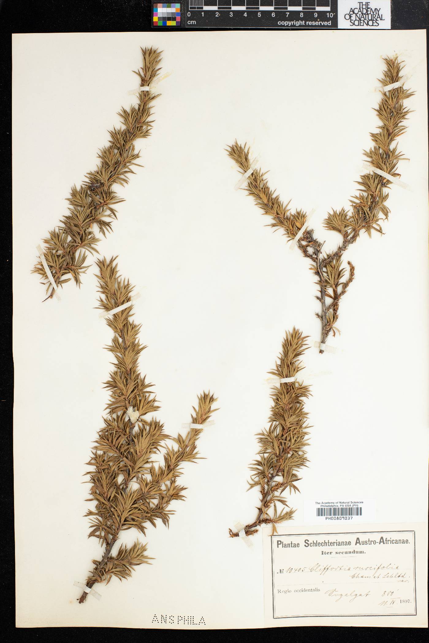 Cliffortia ruscifolia image