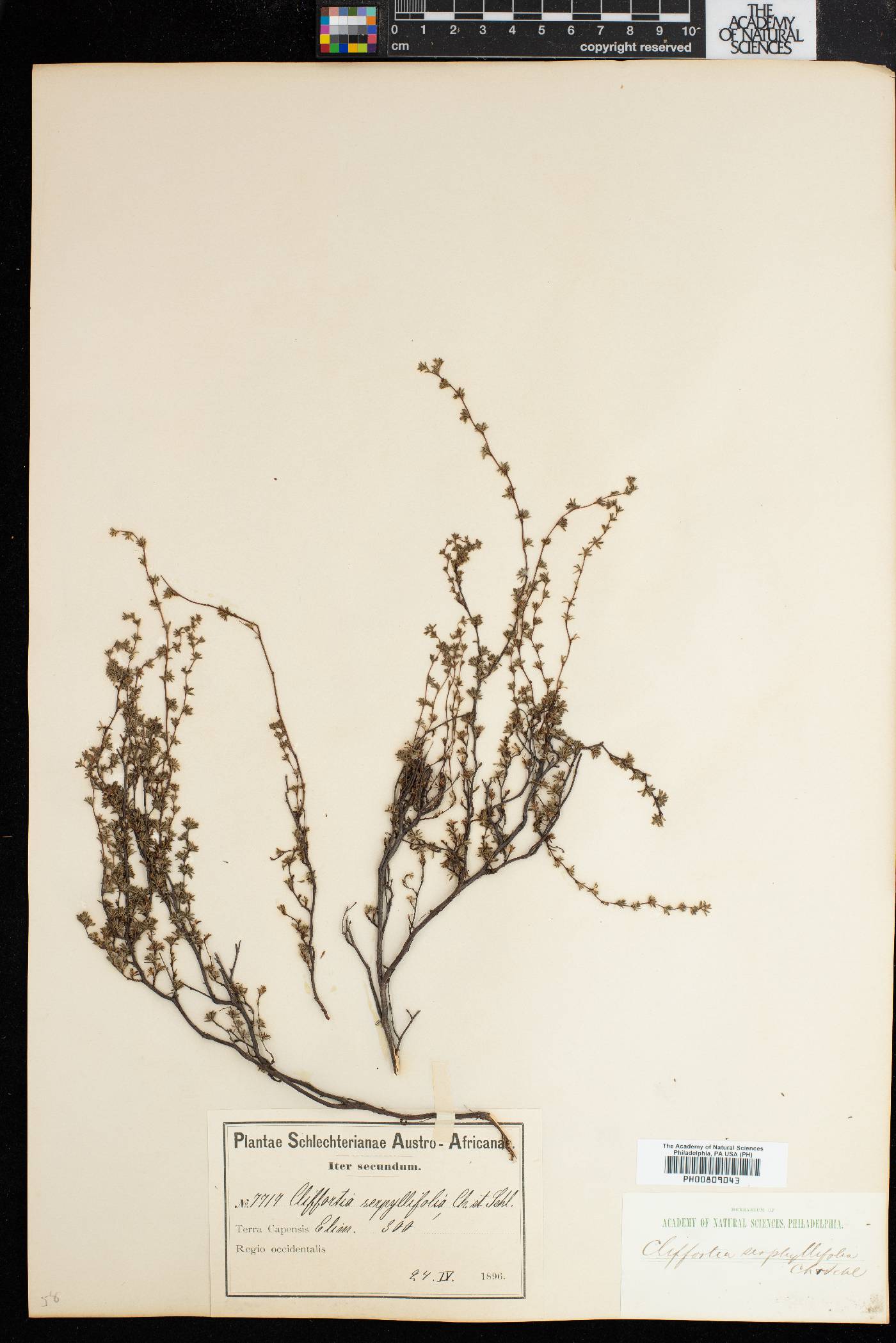 Cliffortia serpyllifolia image