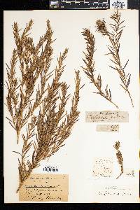 Cliffortia strobilifera image