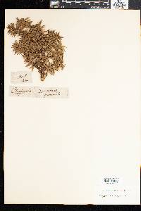 Cliffortia ruscifolia image