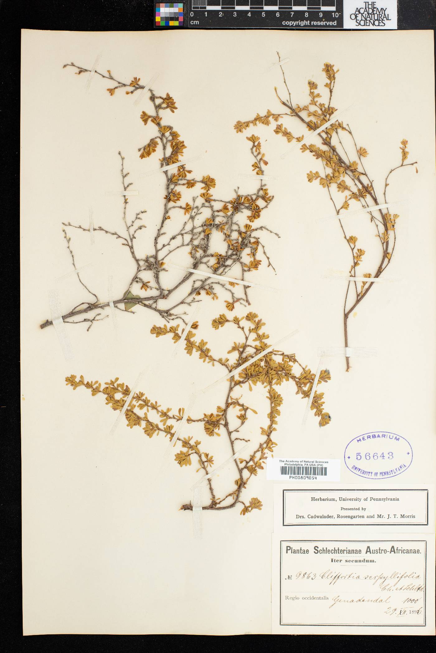 Cliffortia serpyllifolia image