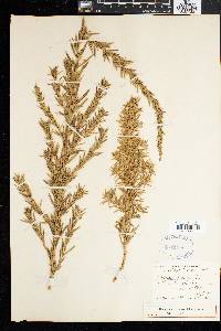 Cliffortia strobilifera image