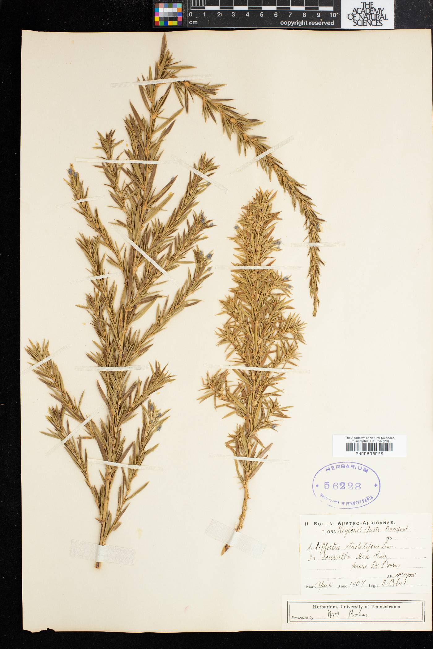 Cliffortia strobilifera image