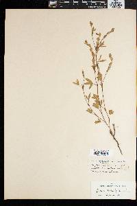 Zornia capensis image