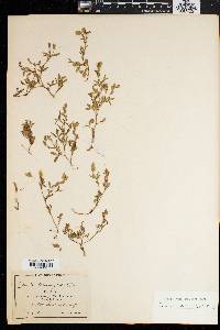 Zornia tetraphylla image