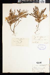 Virgilia oroboides subsp. oroboides image