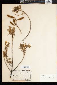 Virgilia oroboides subsp. oroboides image