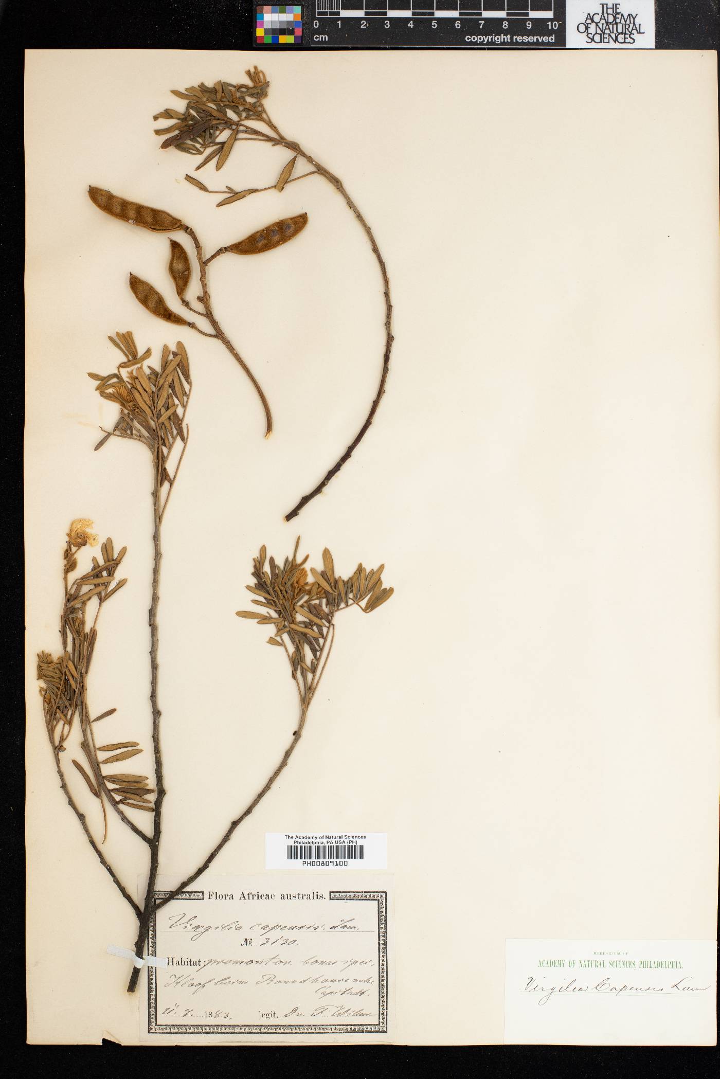Virgilia oroboides image