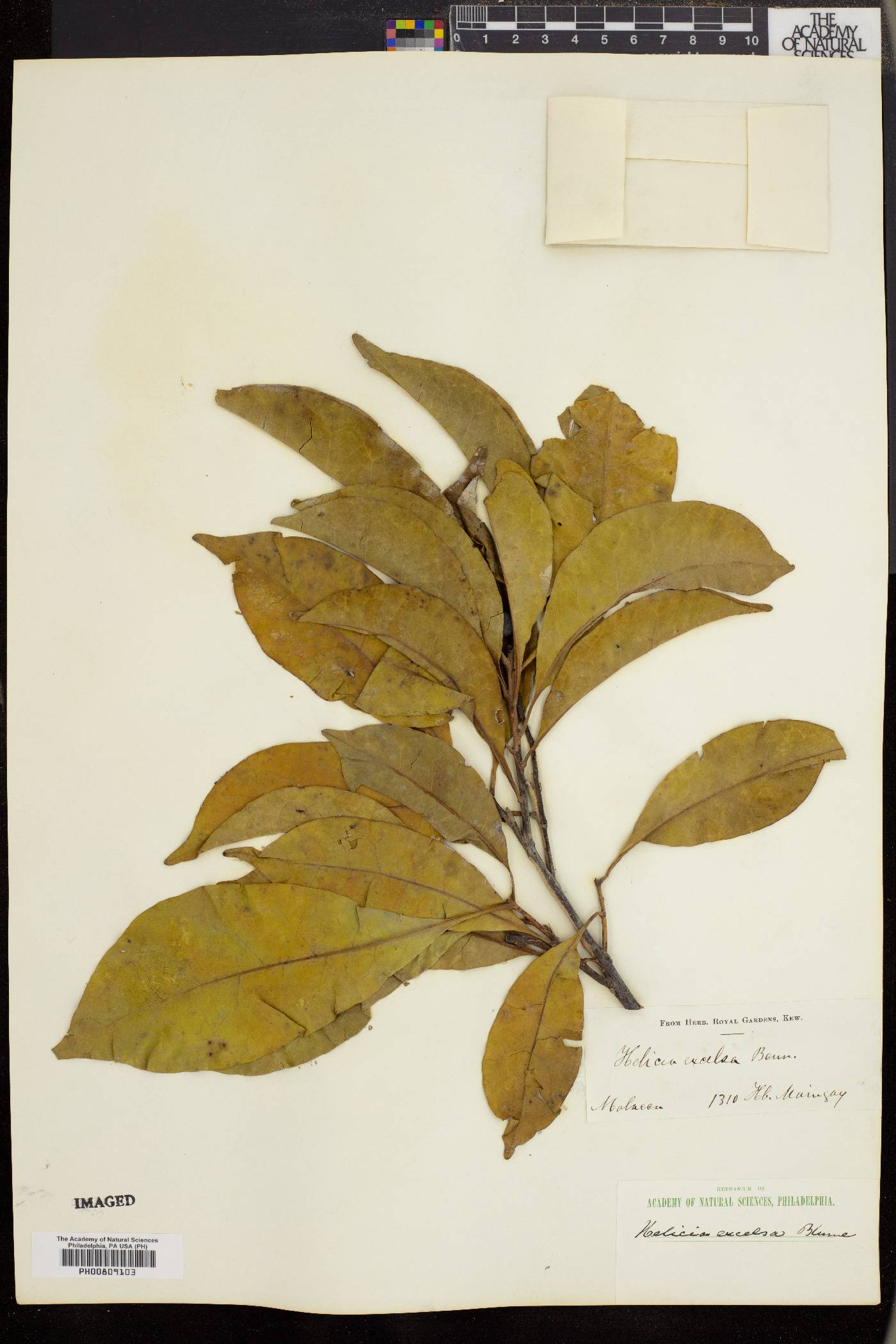 Helicia excelsa image