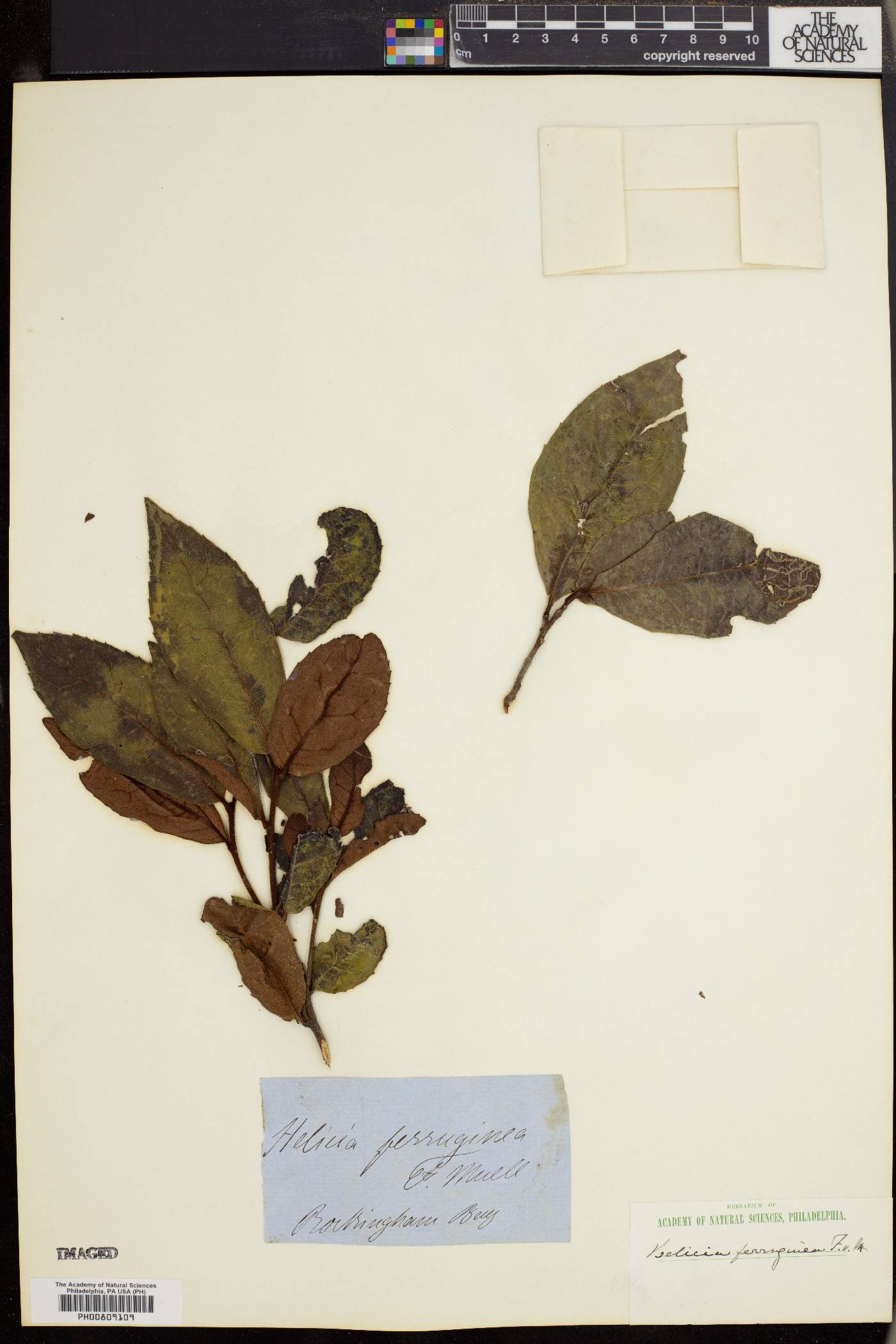 Helicia ferruginea image