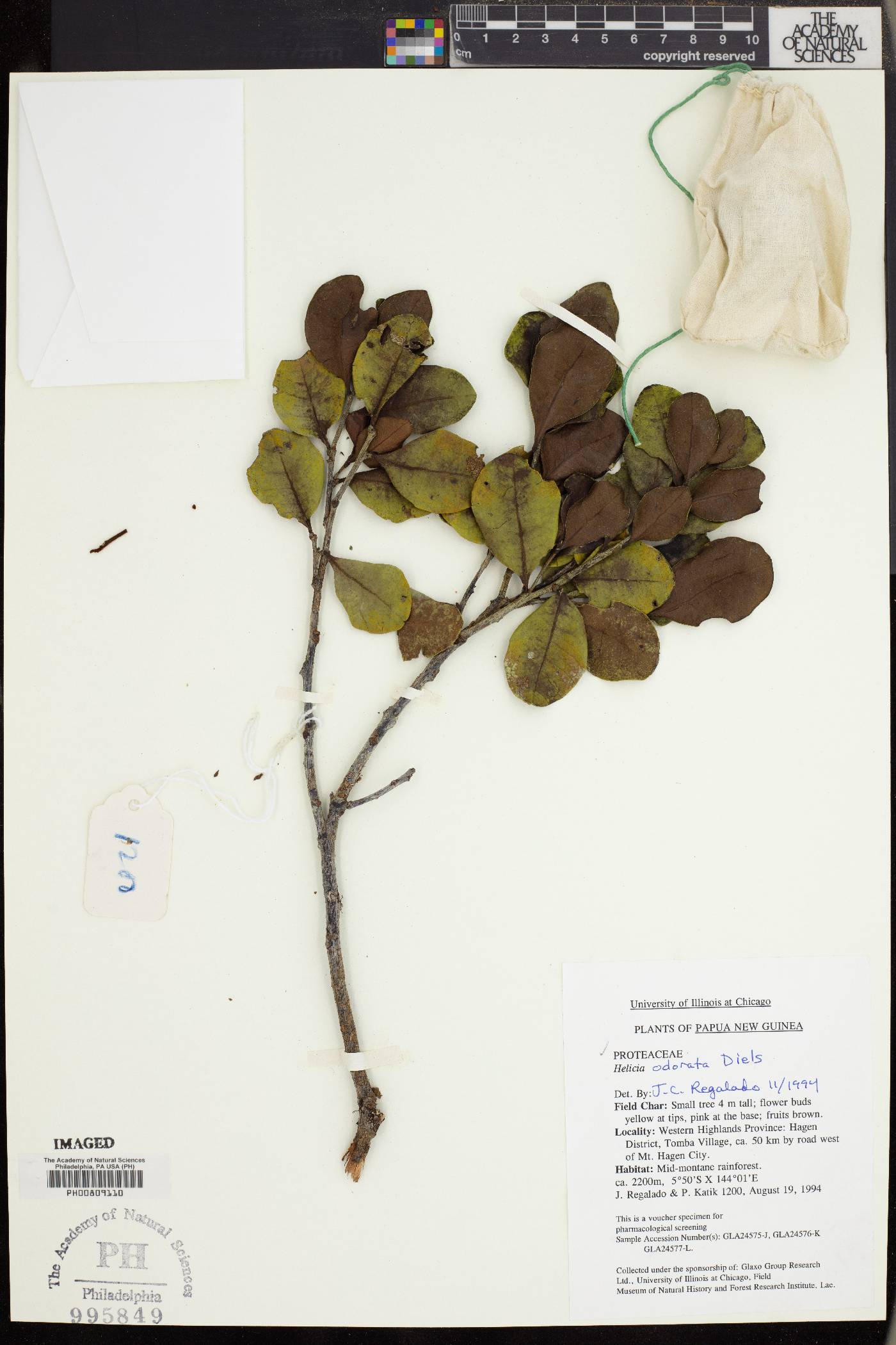 Helicia odorata image