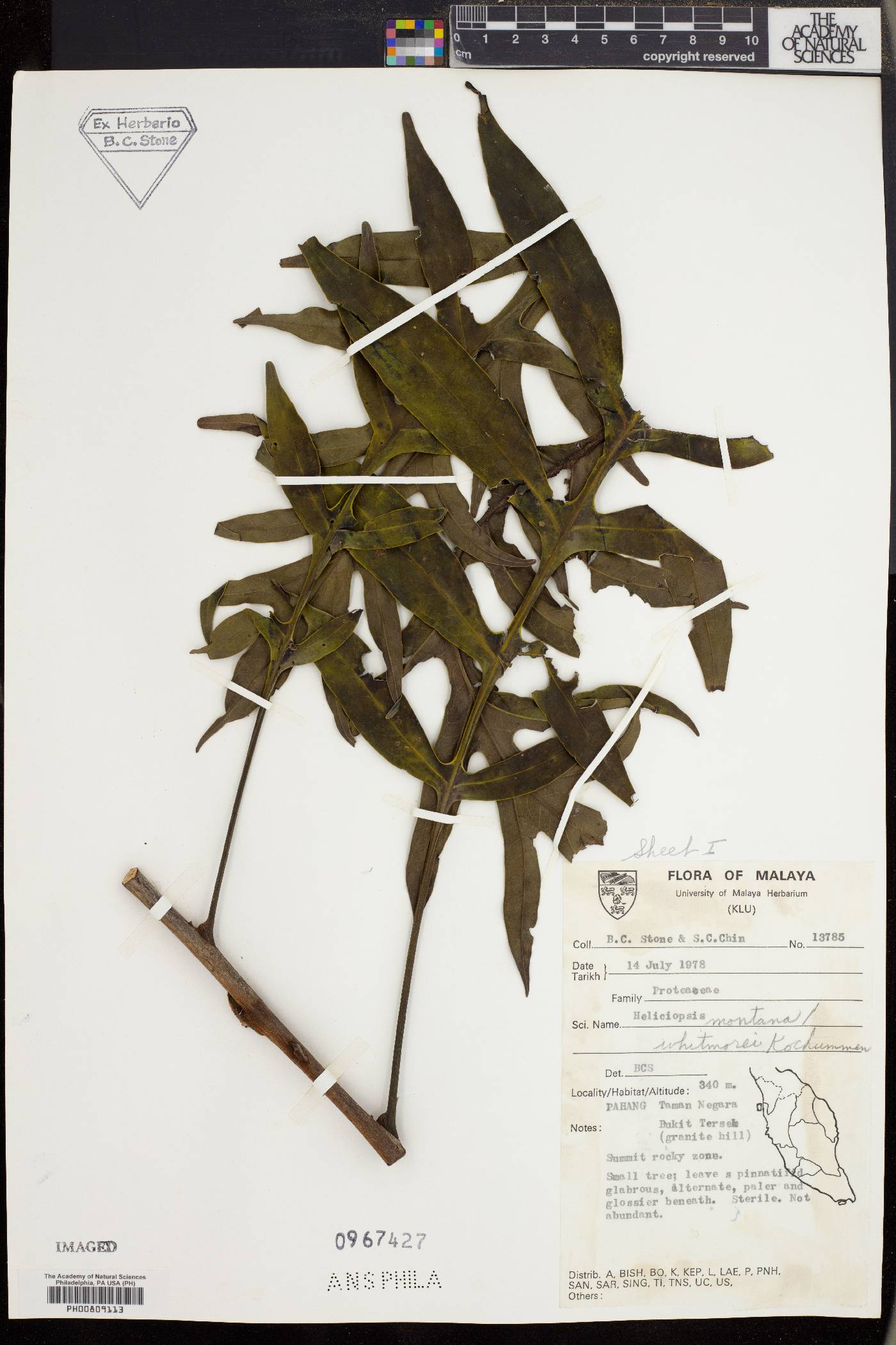 Heliciopsis montana image