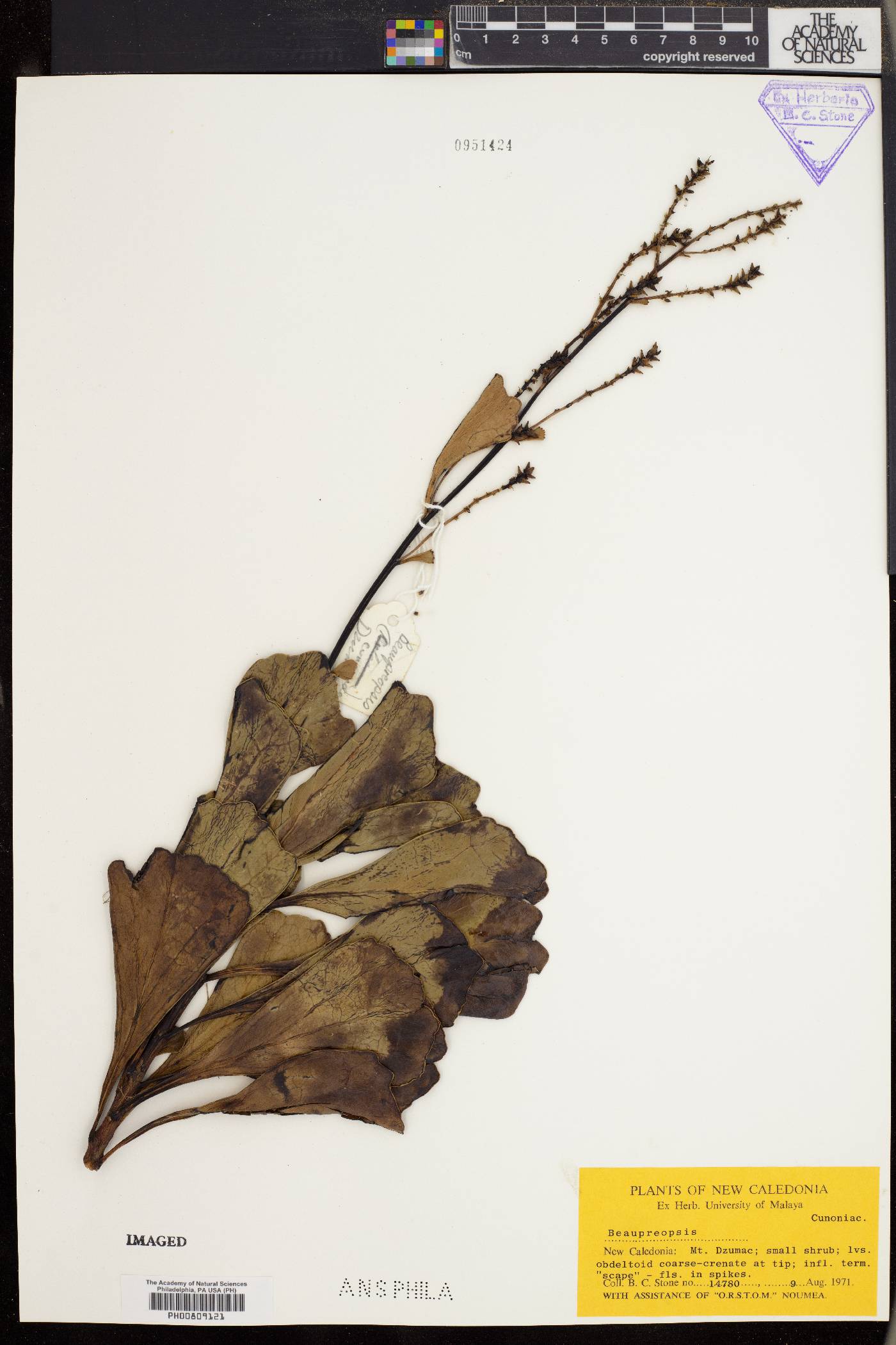 Beaupreopsis image