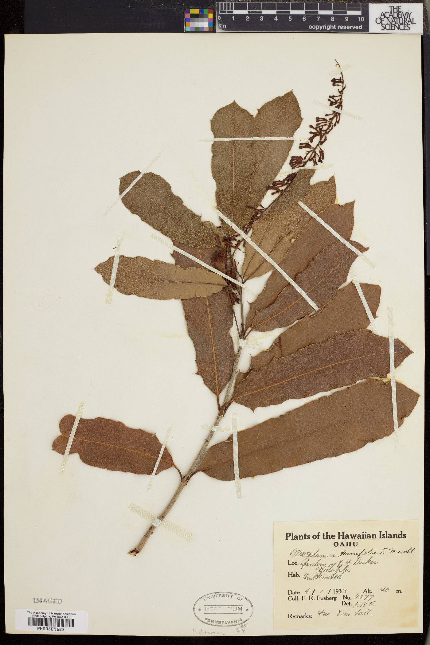 Macadamia ternifolia image