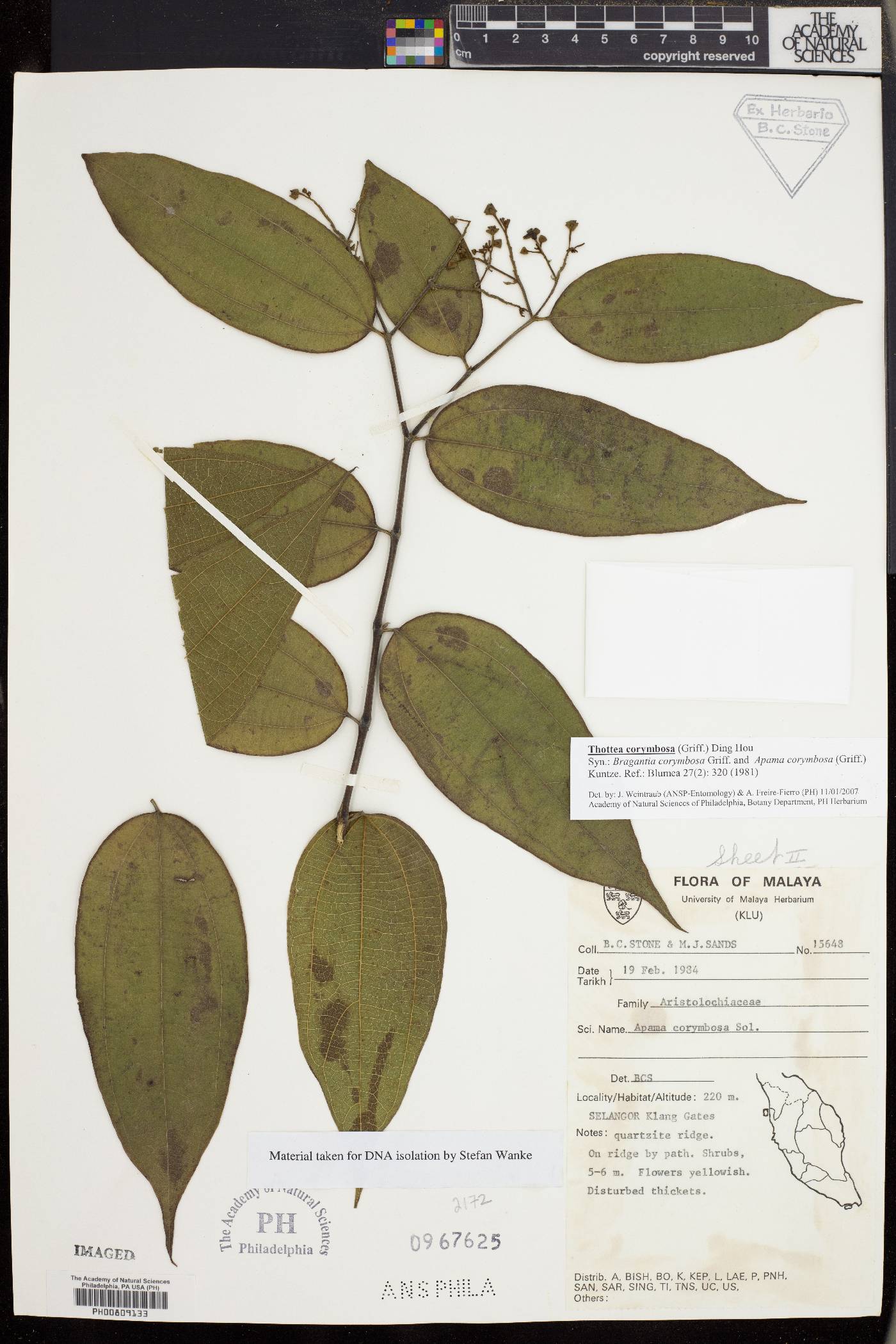 Thottea corymbosa image