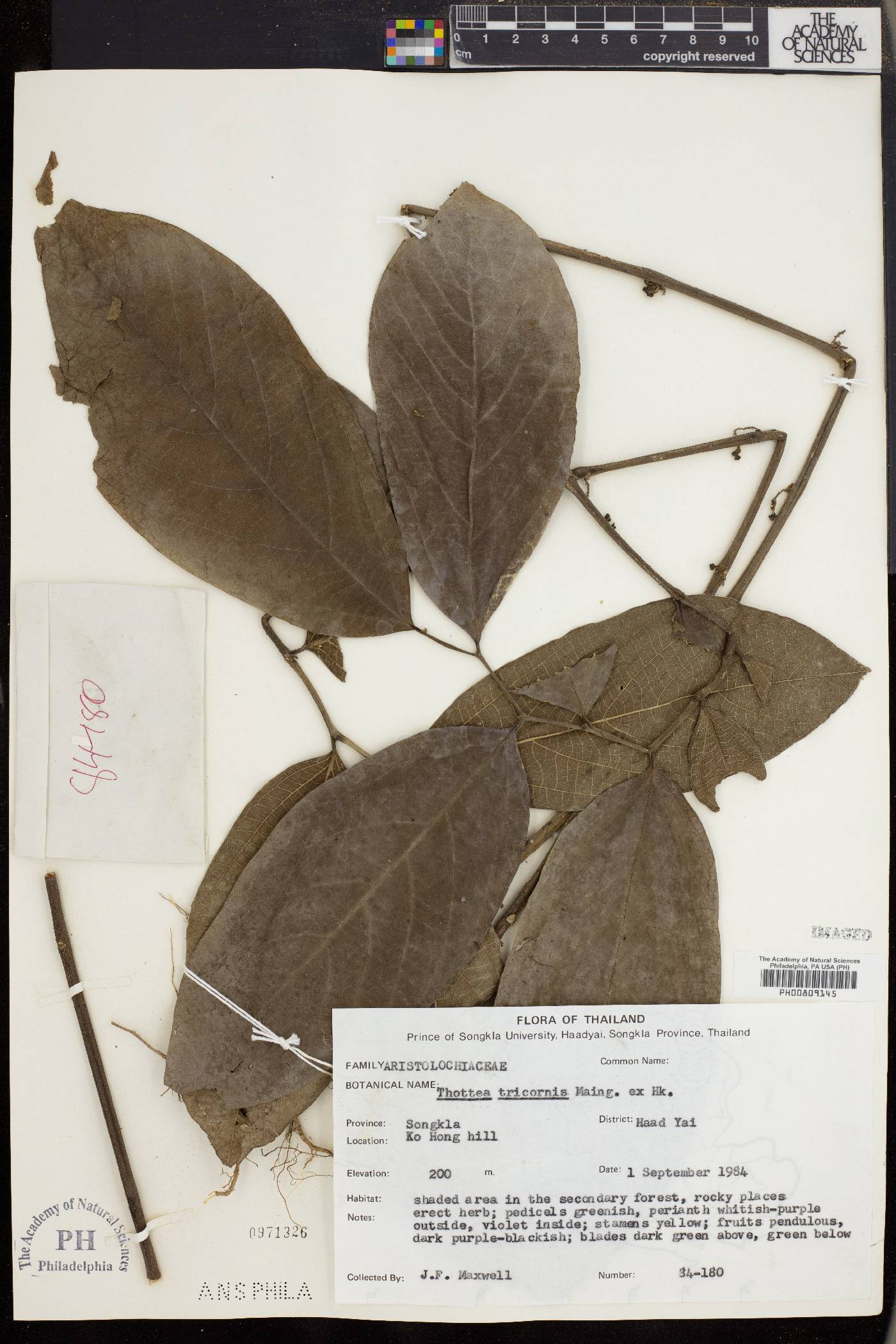 Thottea tricornis image