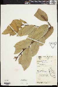 Diospyros ferrea image