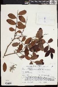 Diospyros ferrea image