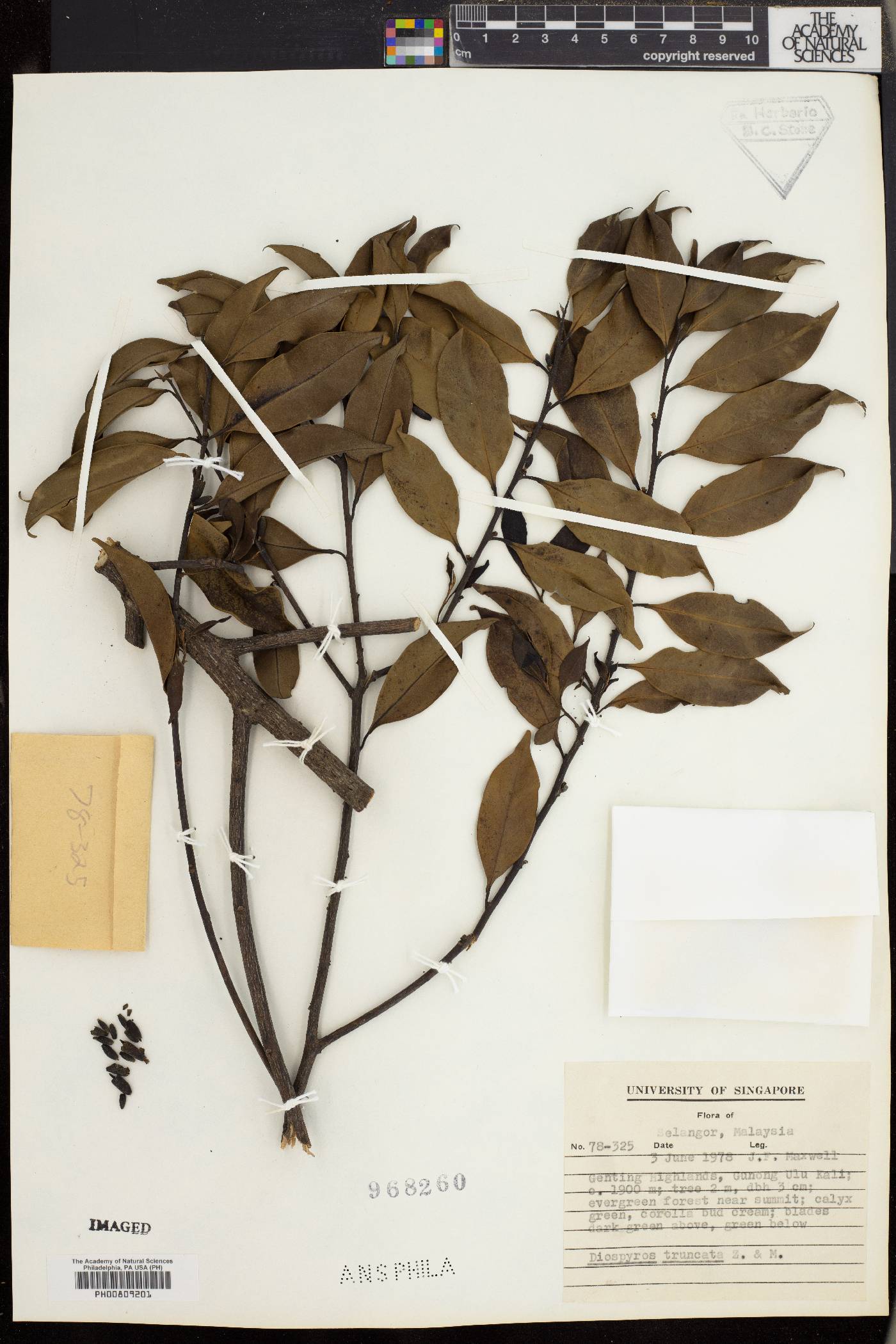 Diospyros truncata image