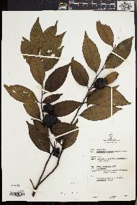 Diospyros truncata image