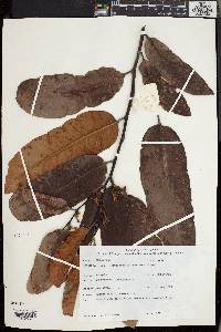 Diospyros pilosanthera image