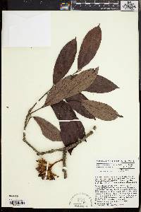 Diospyros mannii image