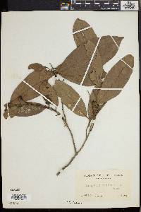 Diospyros mindanaensis image