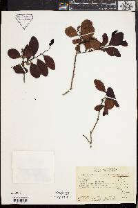 Diospyros ferrea image