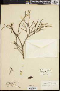 Diospyros ferrea image