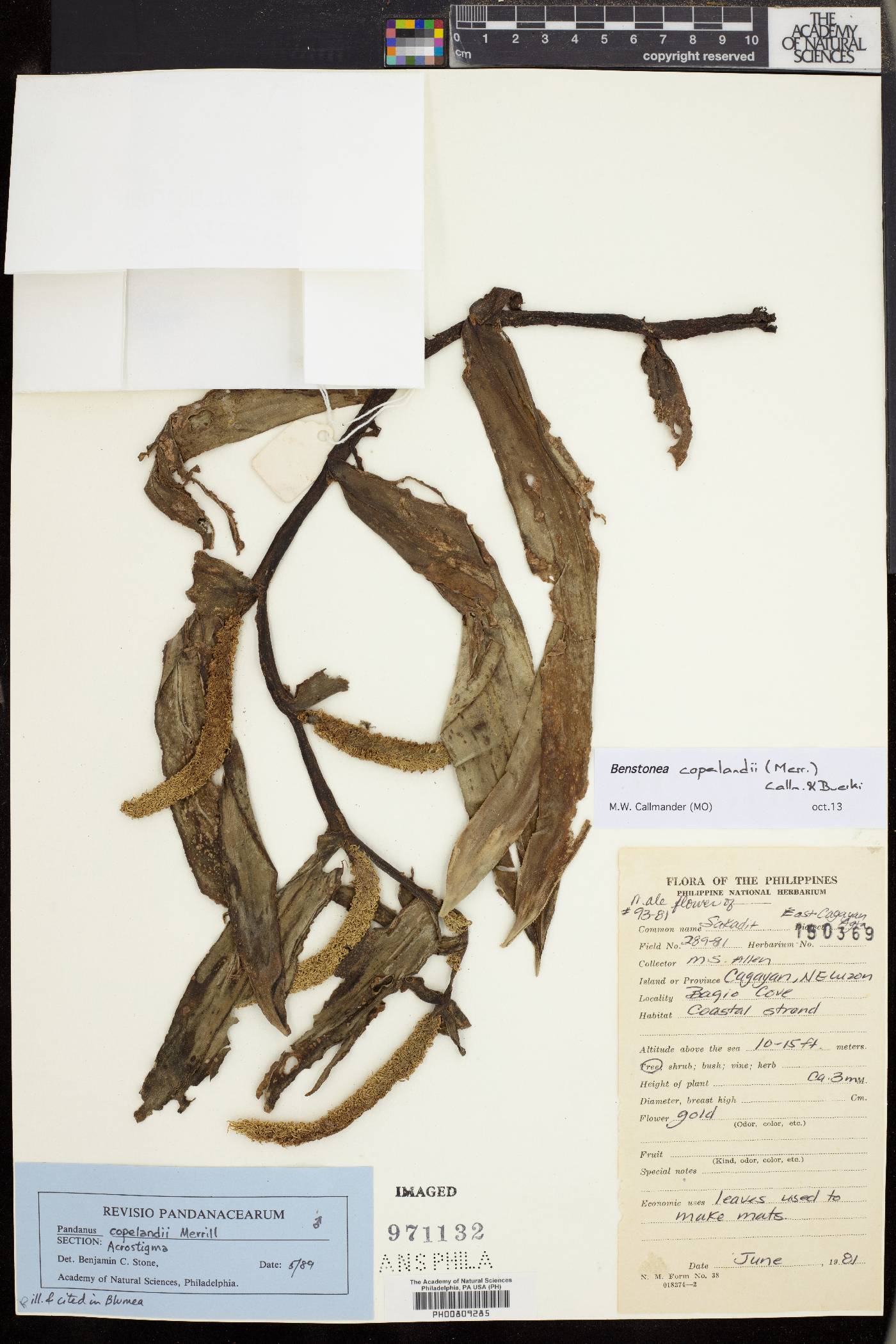 Benstonea copelandii image