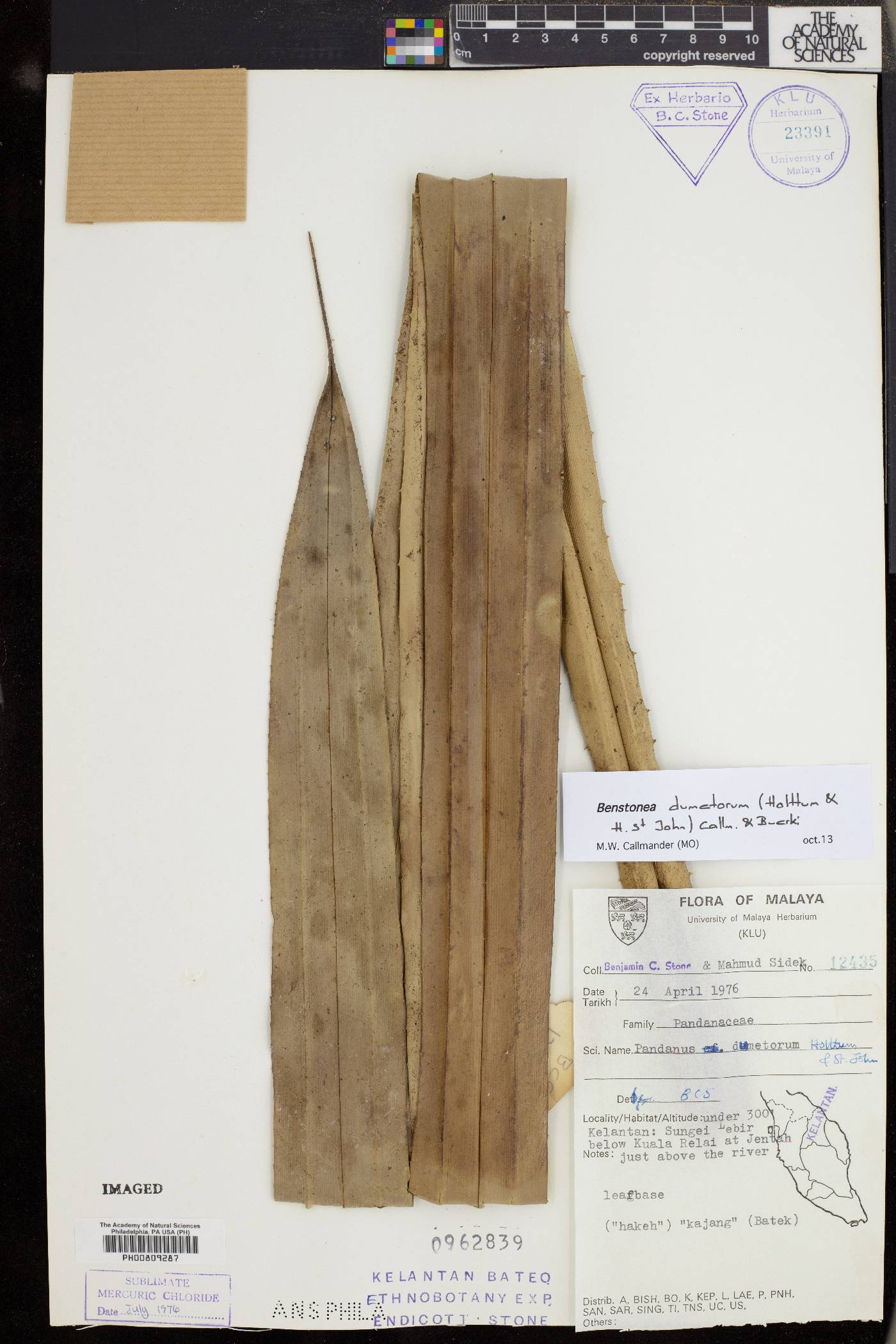 Benstonea dumetorum image