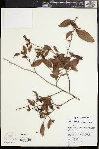Diospyros elliptica image