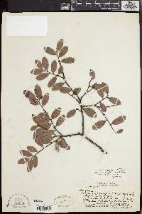 Diospyros sandwicensis image