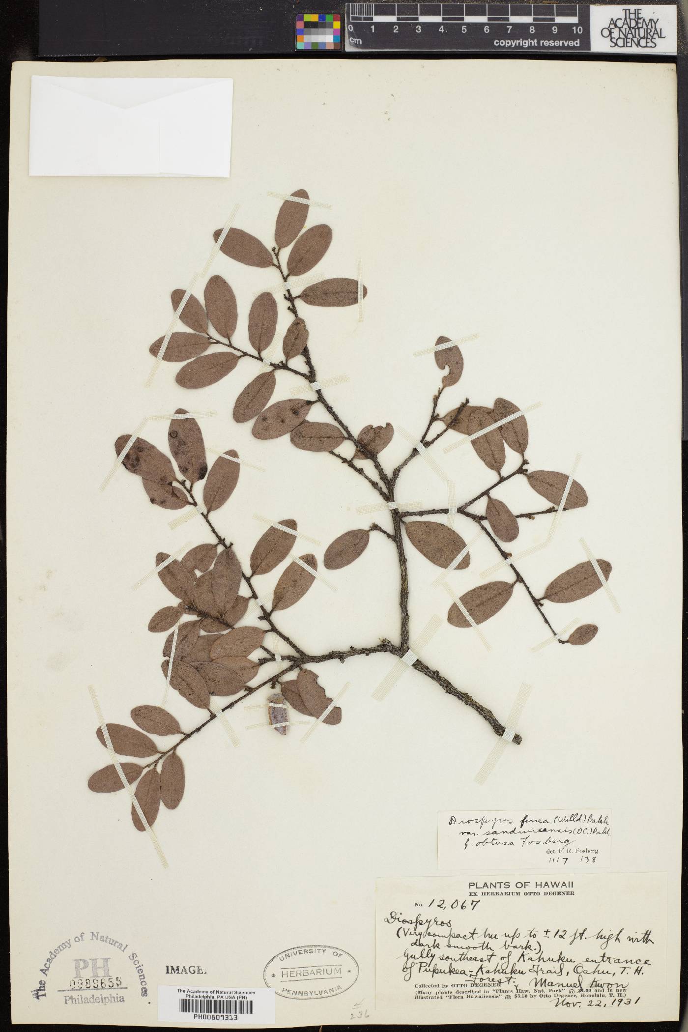 Diospyros sandwicensis image