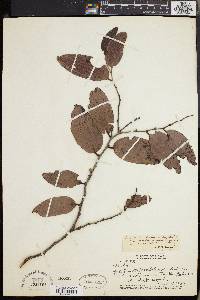 Diospyros ferrea image