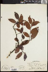 Diospyros ferrea var. sandwicensis image