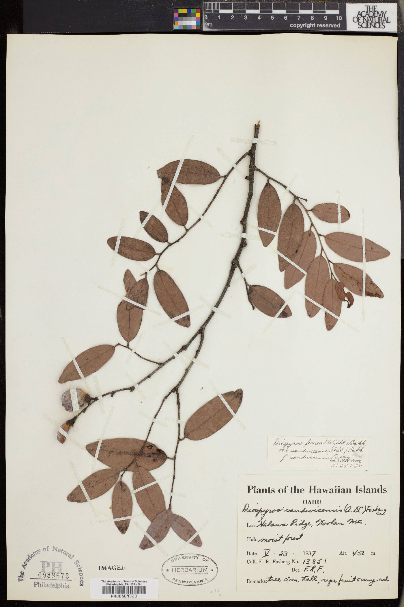 Diospyros ferrea image