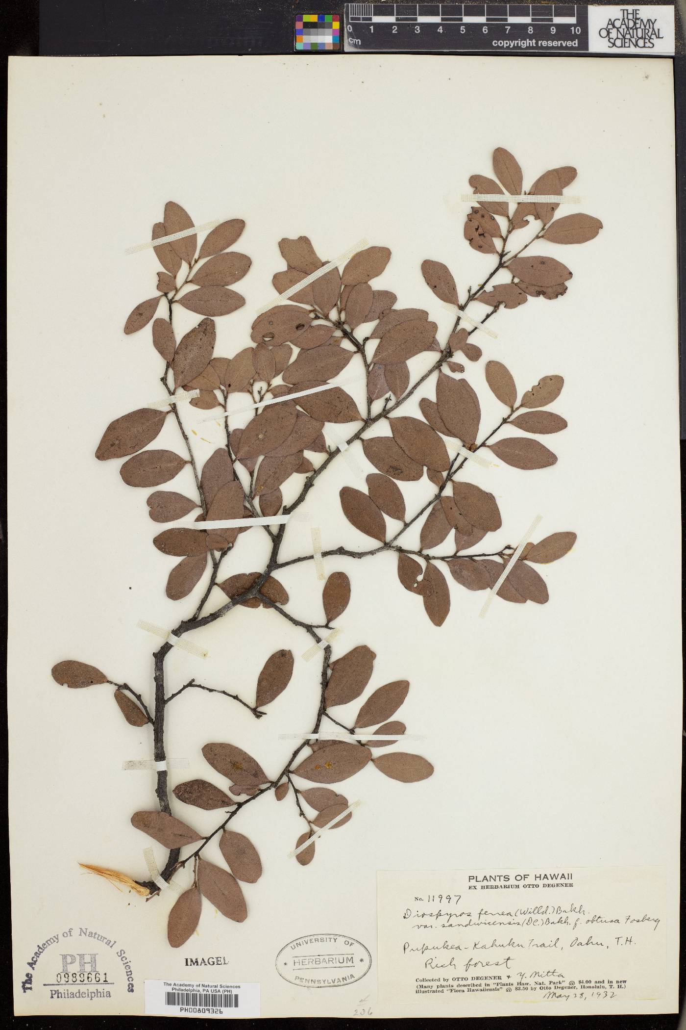 Diospyros sandwicensis image