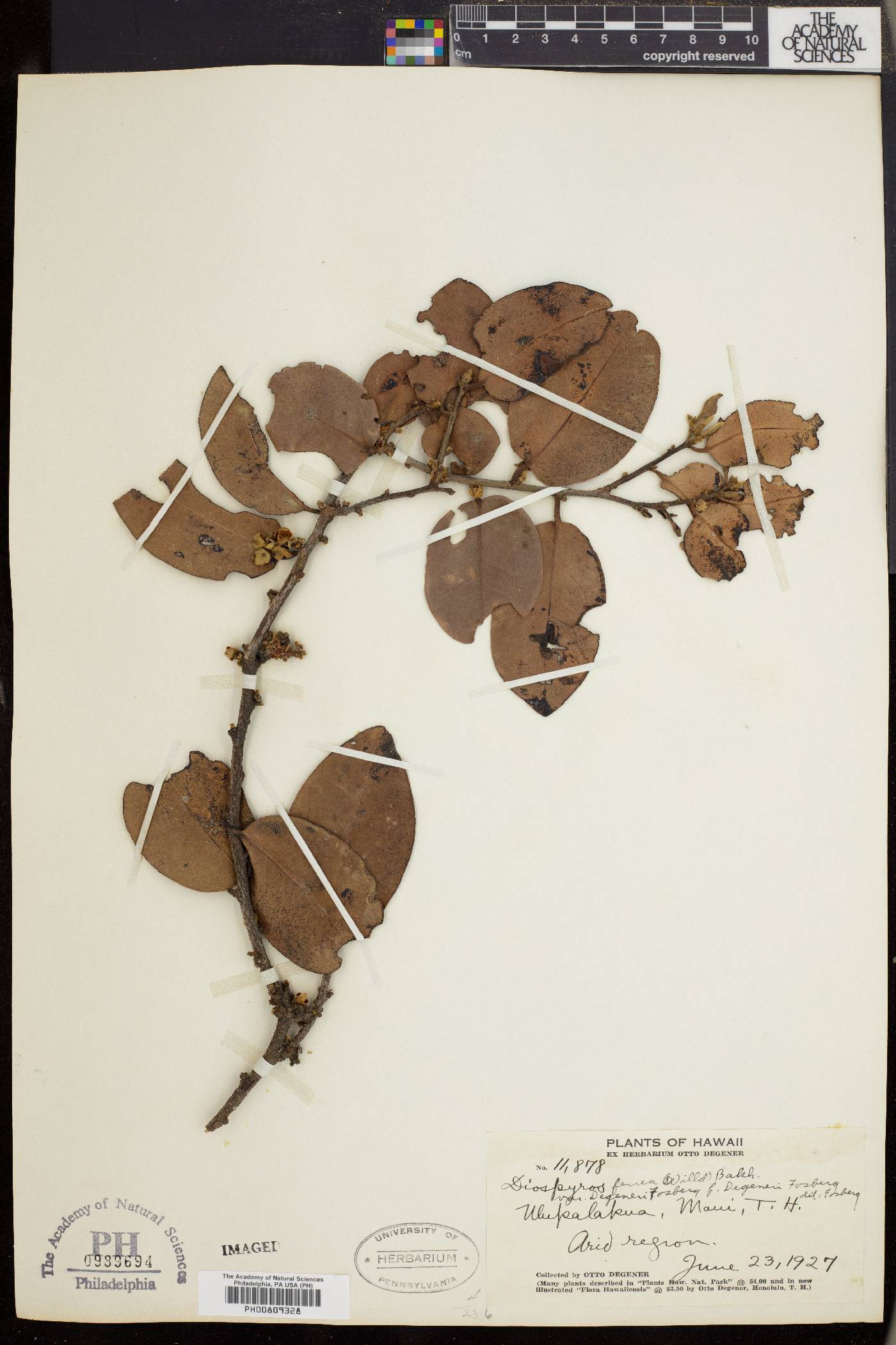 Diospyros ferrea image