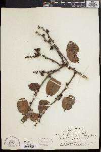 Diospyros ferrea image