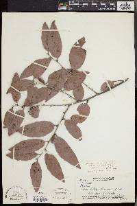 Diospyros ferrea image