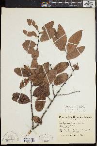 Diospyros ferrea image