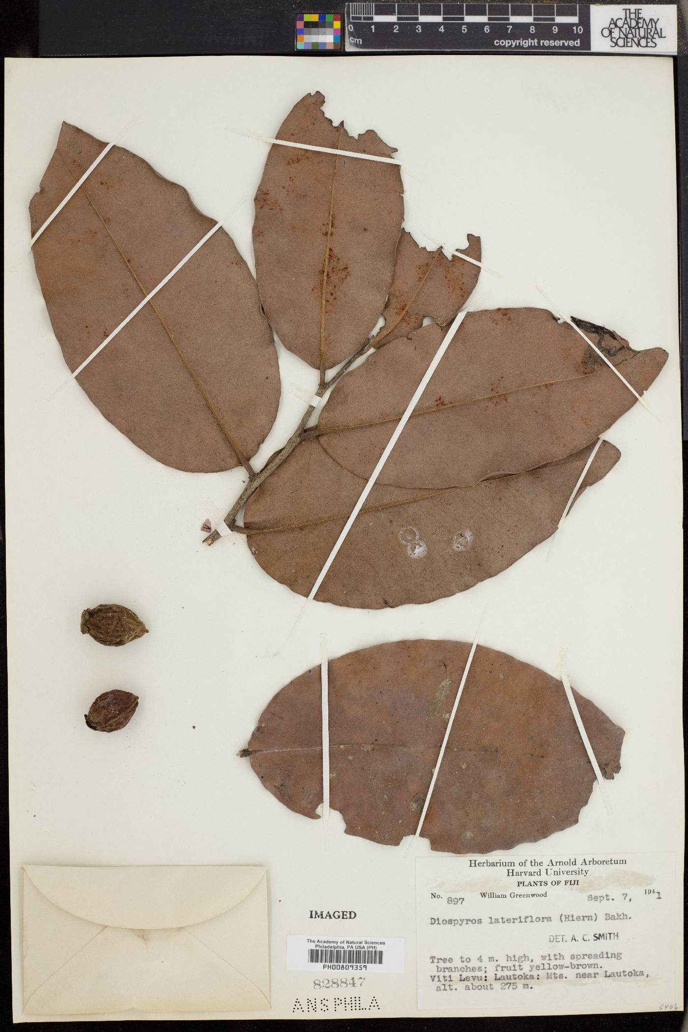 Diospyros major image
